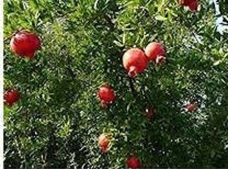 Купить Семена Карликовый Гранат