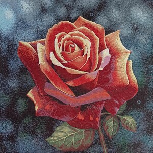 Könnte beinhalten: Eine einzelne rote Rose vor einem dunklen Hintergrund. Die Rose hat eine tiefrote Farbe mit einem Hauch von Gelb in der Mitte.