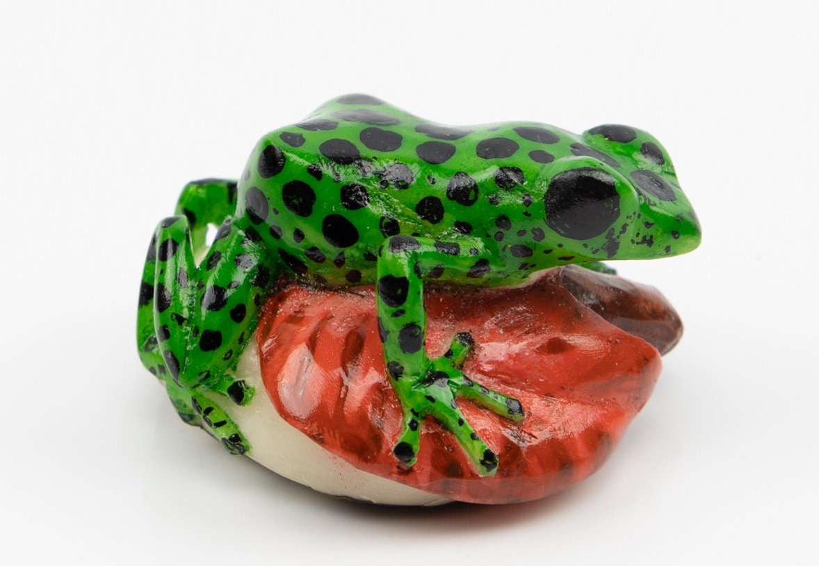 What Do You Feed A Poison Dart Frog - Jungle Jewel Exotics