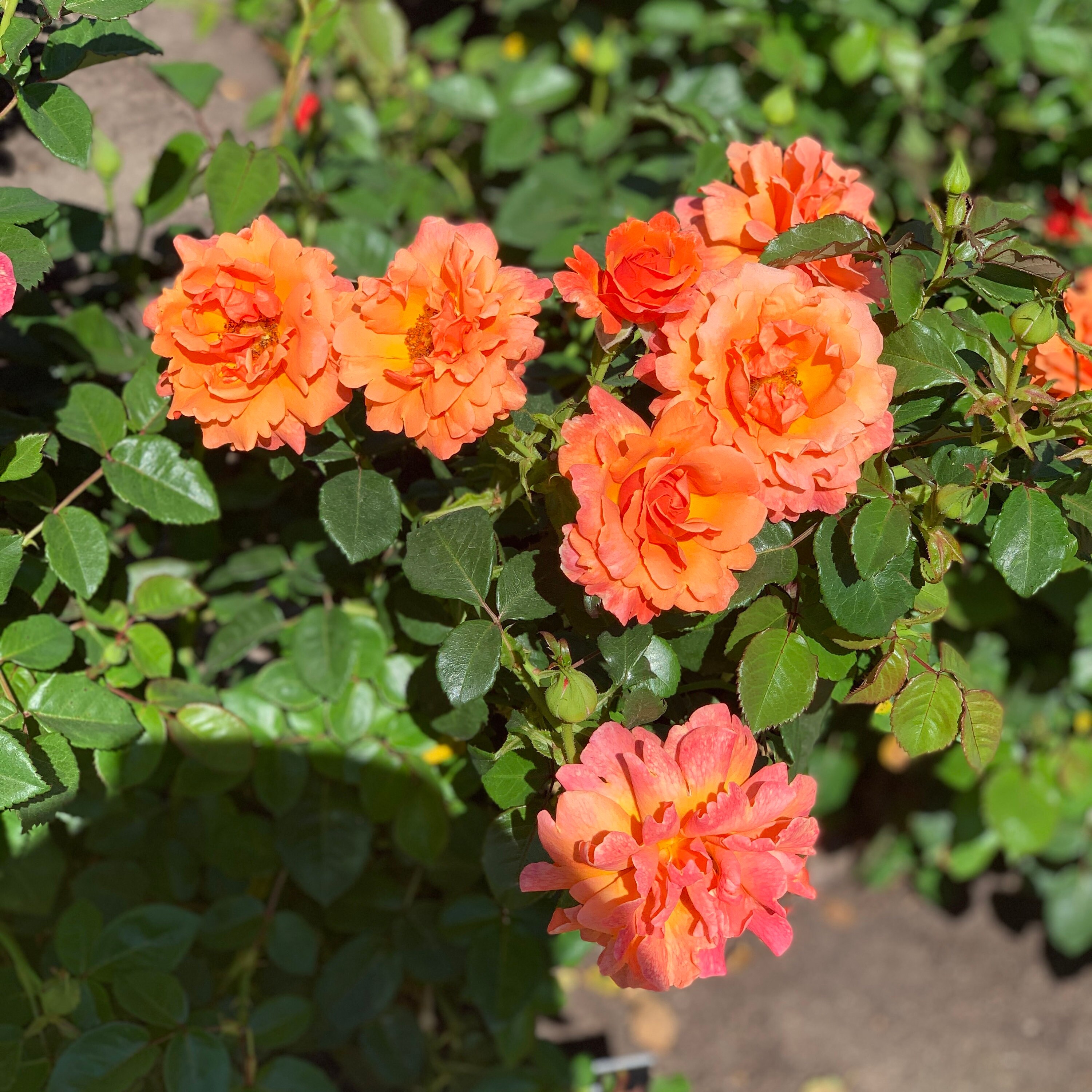 Orange Pink Floribunda Rose Unrooted Cutting Live Stems Etsy