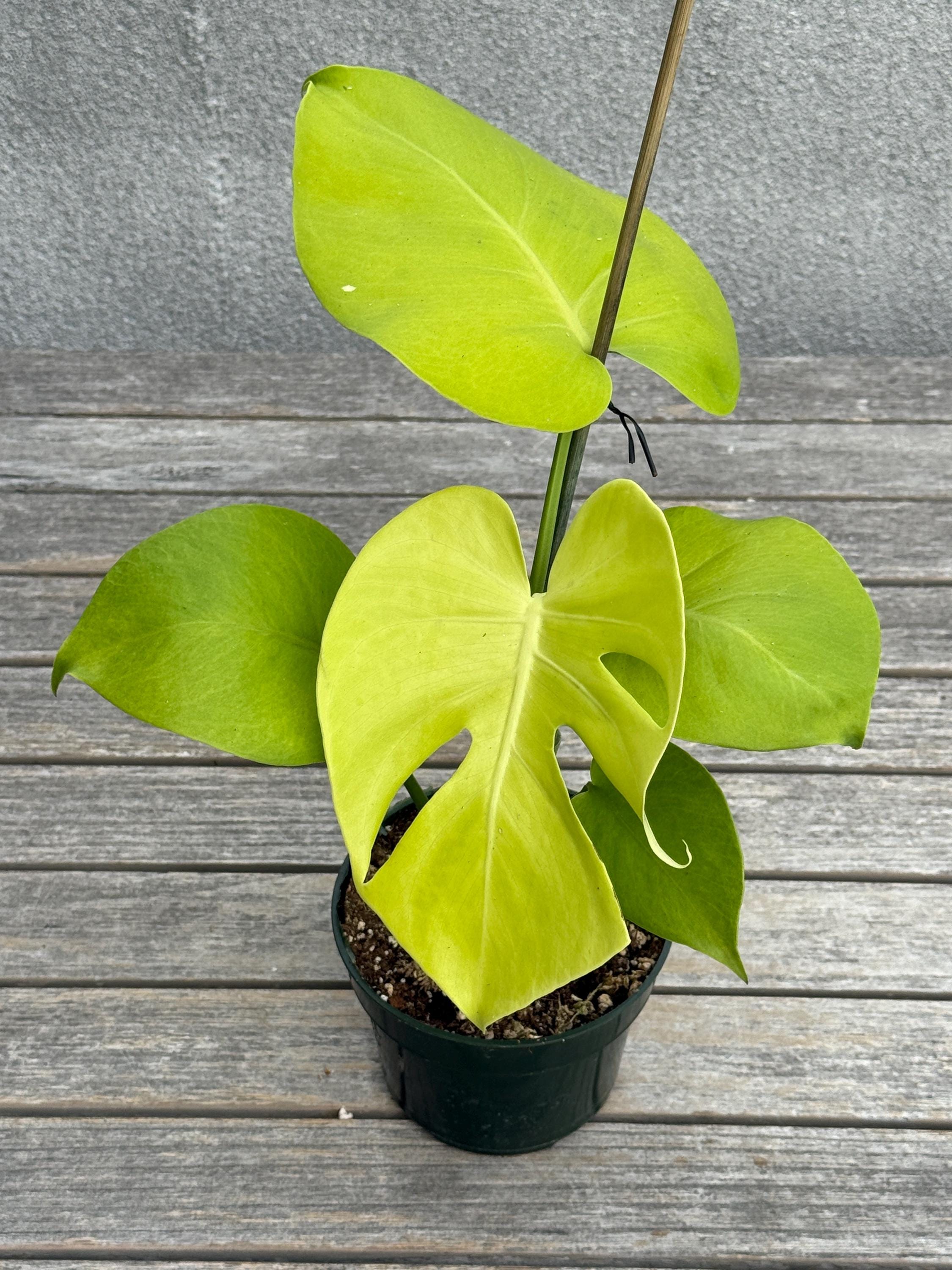 Monstera Lemon Lime Large Form | Rare Neon Foliage | Exact Plant
