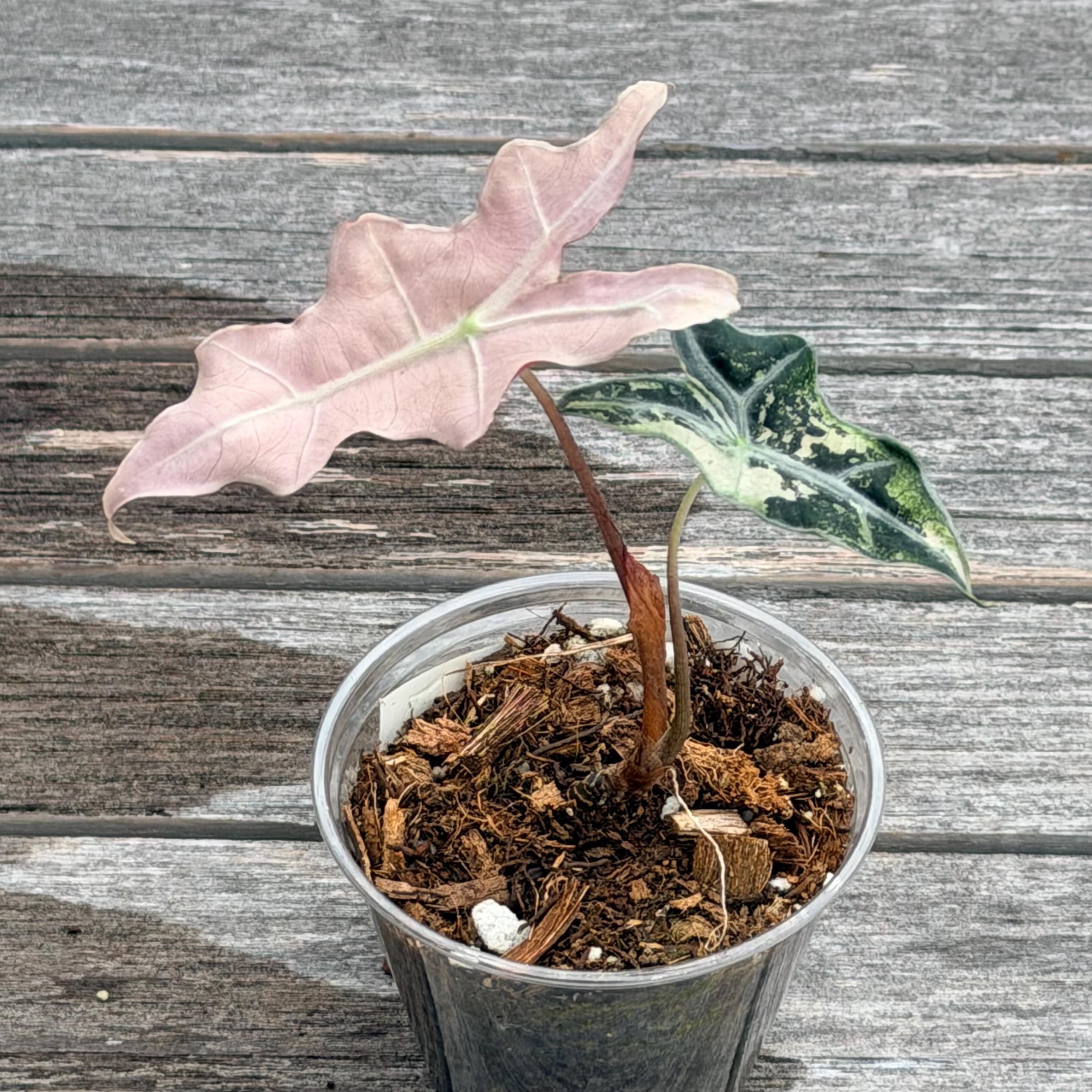 Alocasia Sanderiana Nobilis Pink Variegated - Etsy