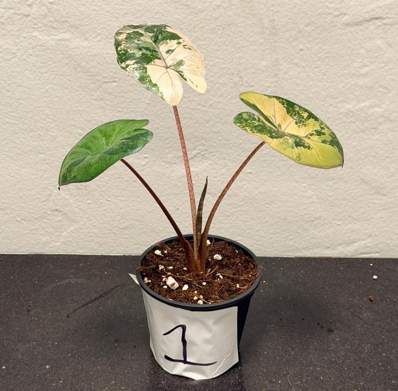 Variegated Alocasia Yucatan Princess - Etsy