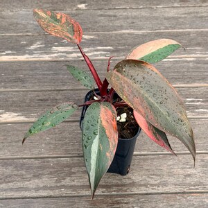 faux philodendron Artificial Philodendron in Sea Shell Vase, Coastal Faux Plant Decor –  allseasonshousedecor.com