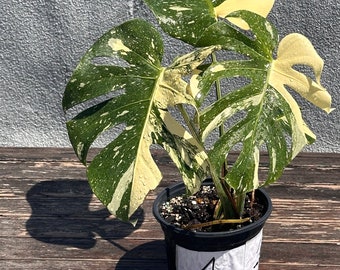 Monstera Thai Constellation RARE HIGH variegation “creme brulee“