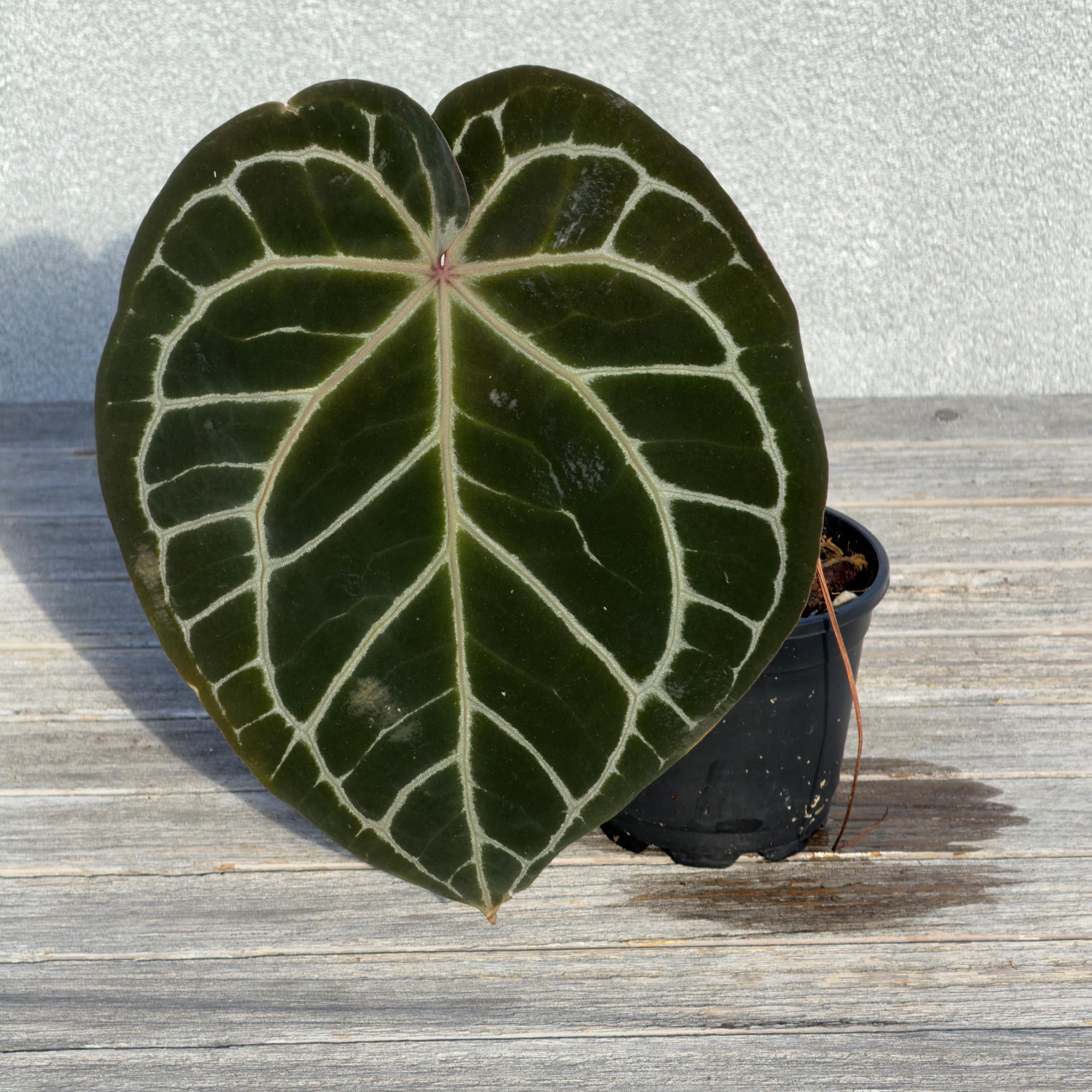 Anthurium Zara X Anthurium Michelle - Etsy