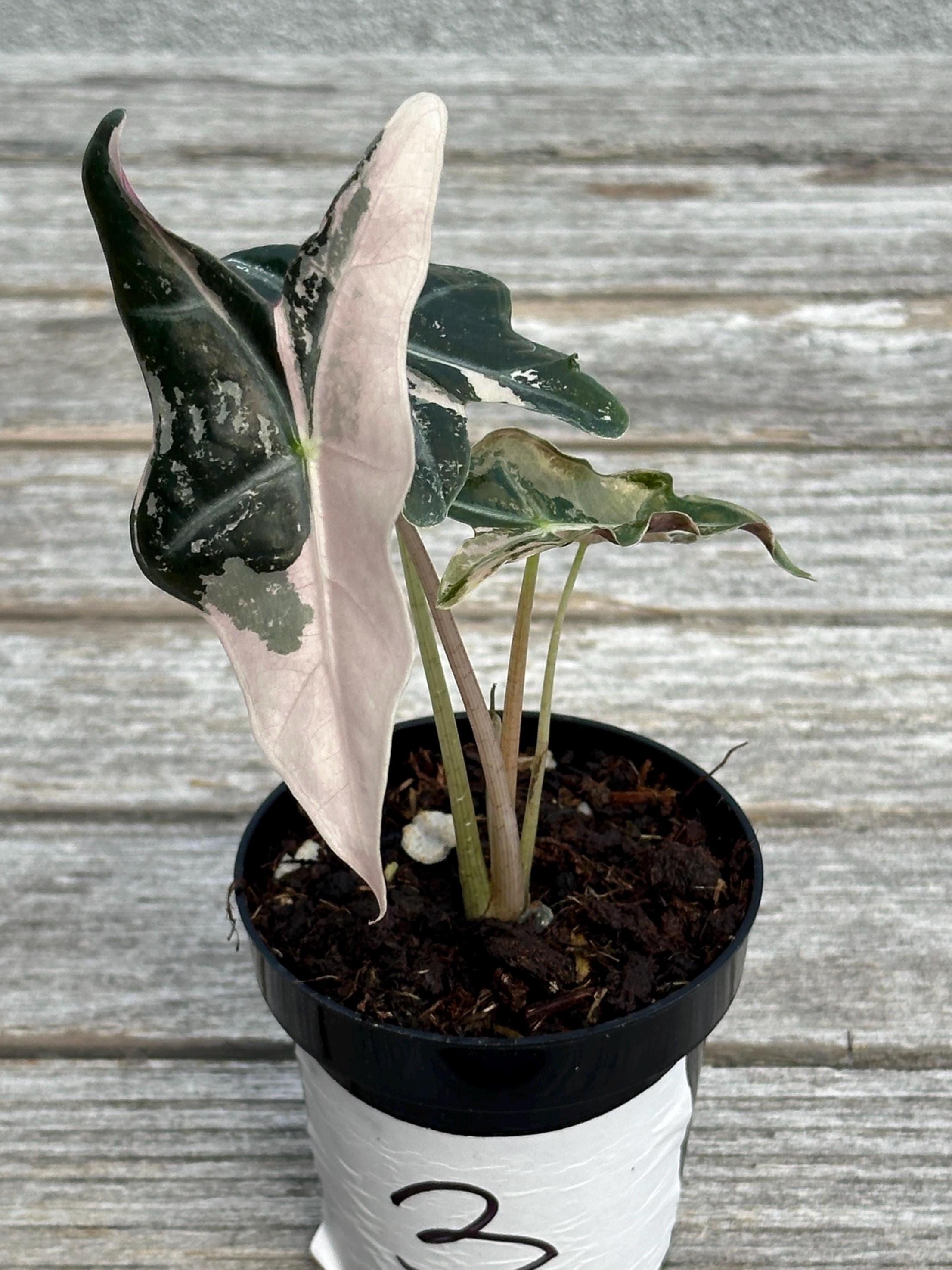 アロカシア ノビリス ピンク Alocasia Sanderiana PINK Nobilis highly variegated - Etsy 日本
