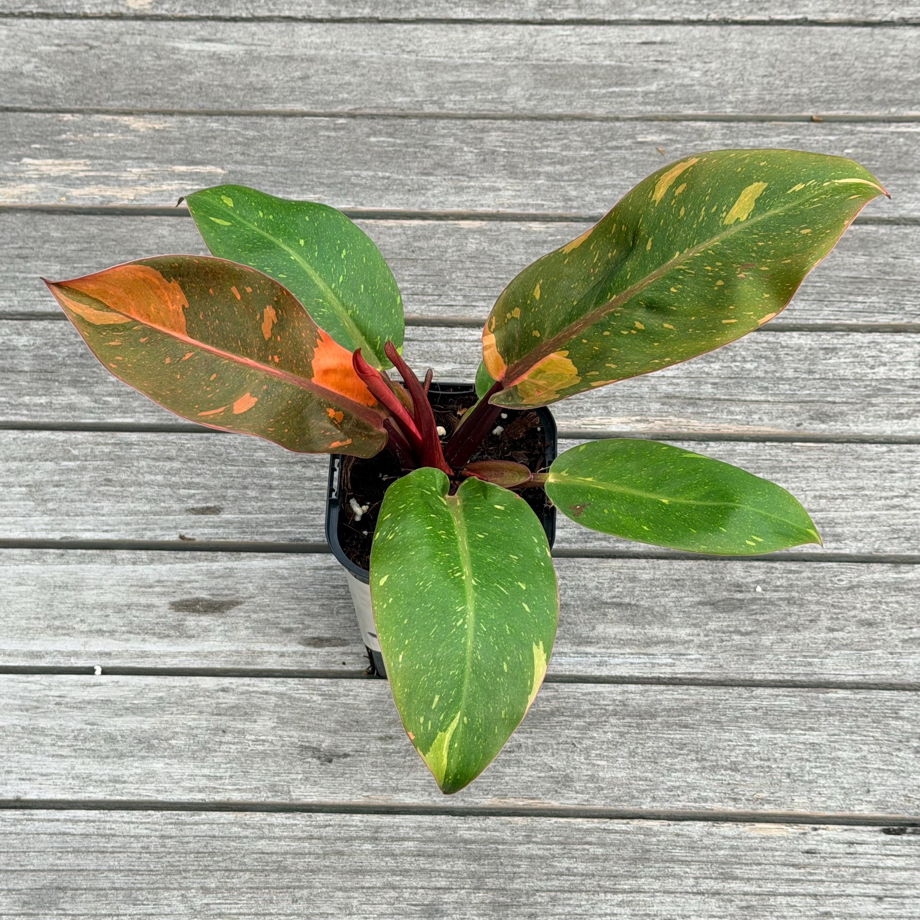 Variegated Prince of Orange - Etsy