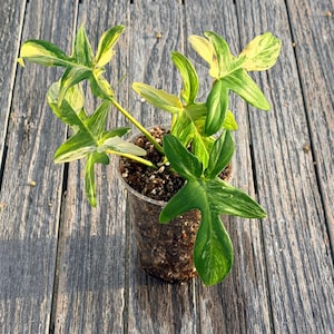 Variegated Pedatum - Etsy