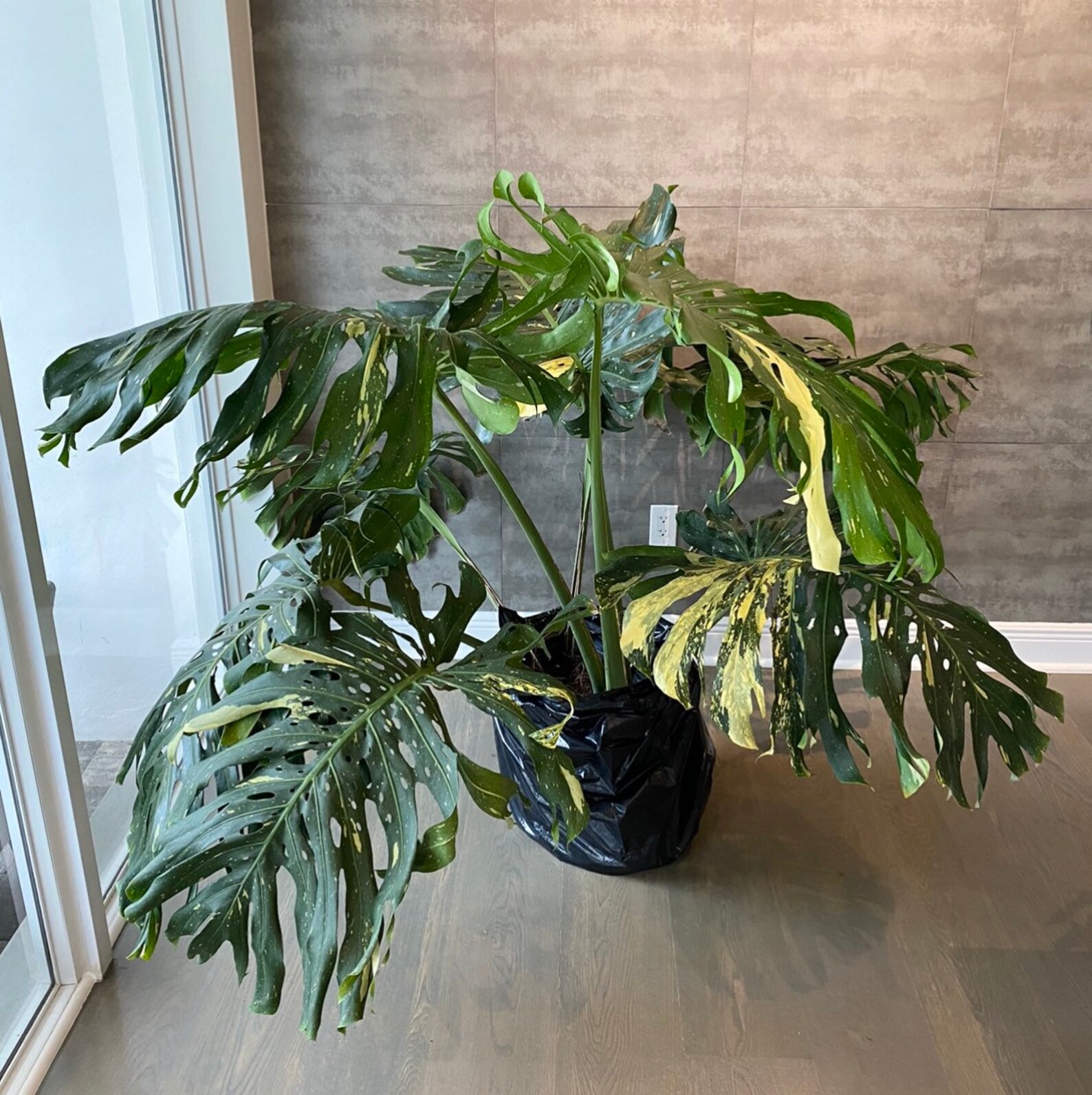 3. Unveiling The Pristine Beauty: Monstera Thai Constellation Prix