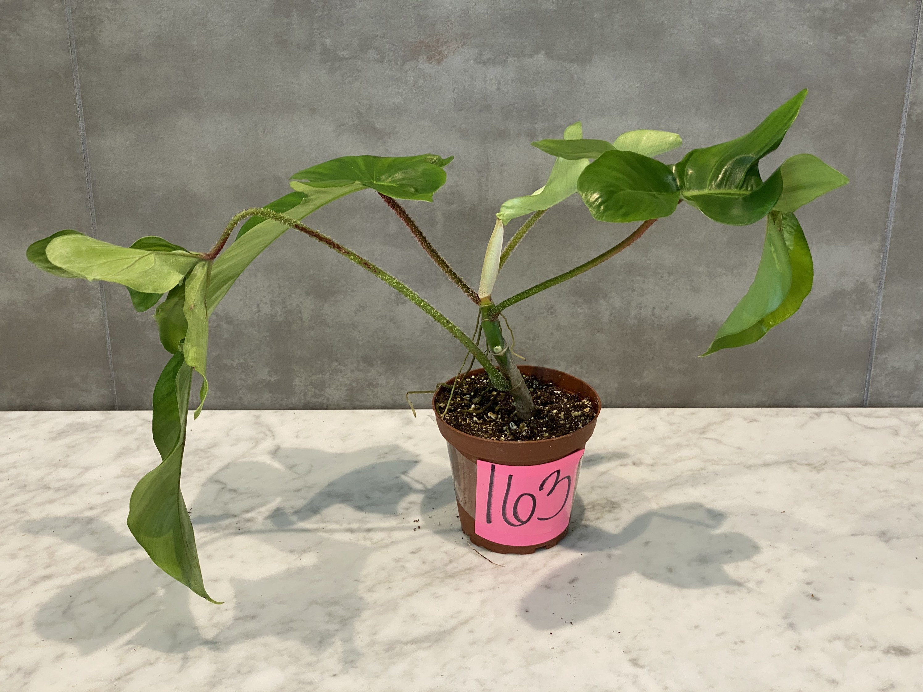 Philodendron Squamiferum RARE FUZZY STEM - Etsy