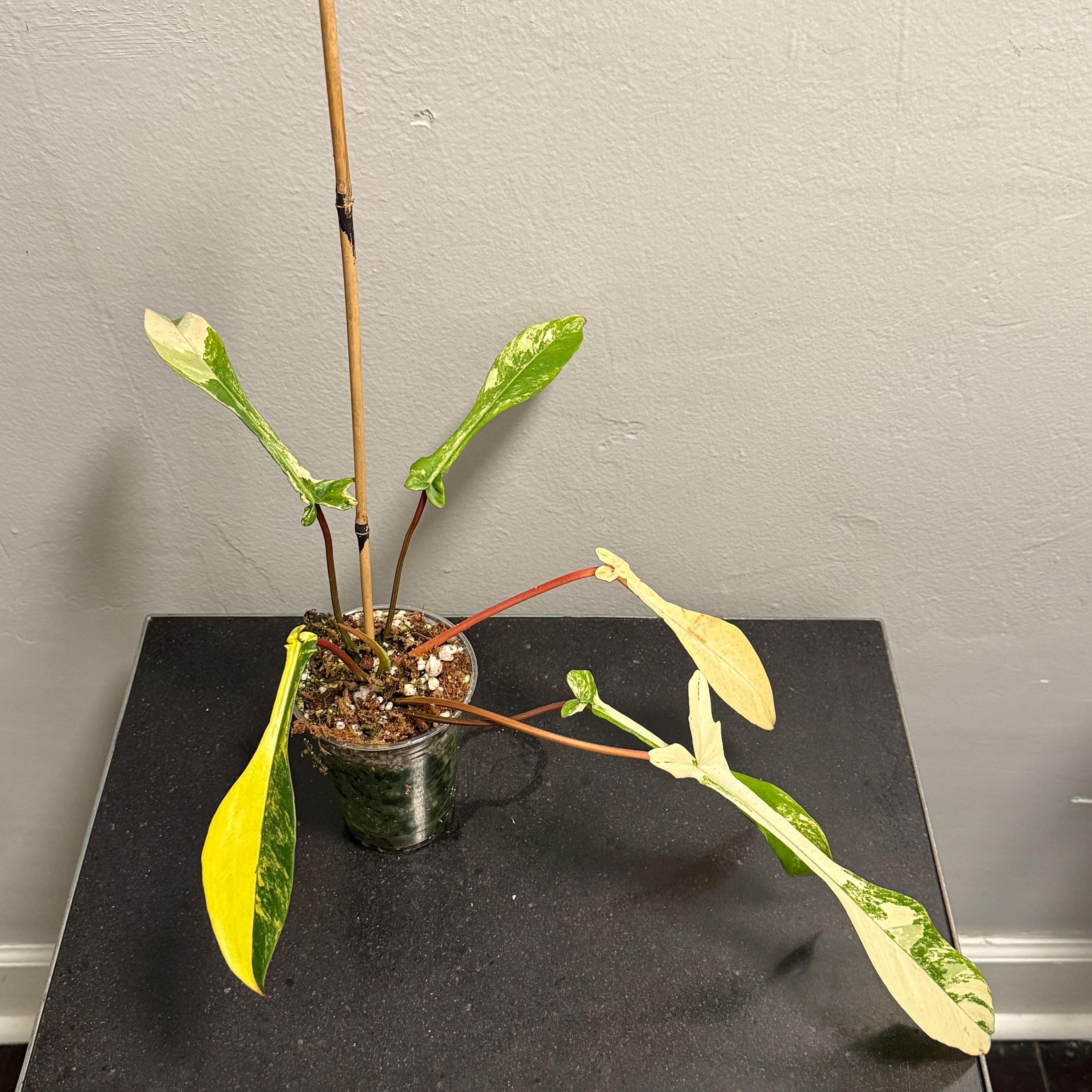Philodendron Variegated Joepii Ultra Rare Aroid - Etsy Philodendron Variegated Joepii Ultra Rare Aroid - Etsy