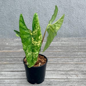 Alocaisa variegated Simpo Aurea  RARE