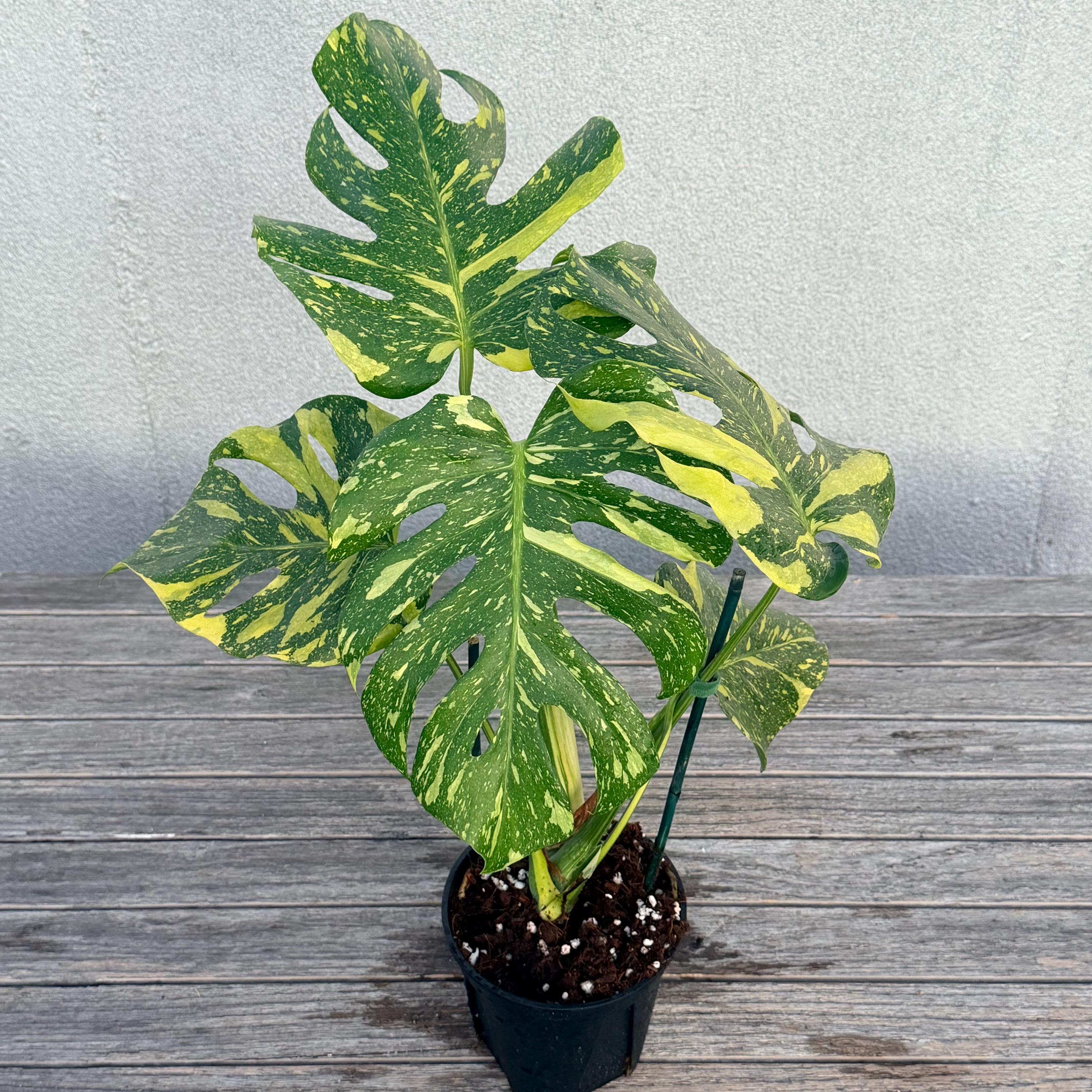Monstera 'electrolyte' RARE US SELLER - Etsy