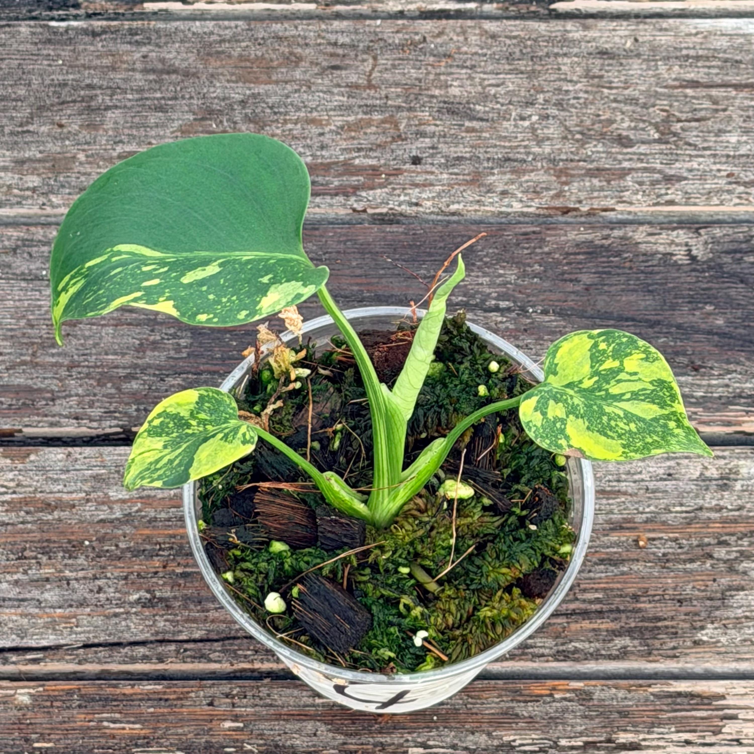 Monstera 「188」Monstera deliciosa “Electrolyte” (ElectroLight 