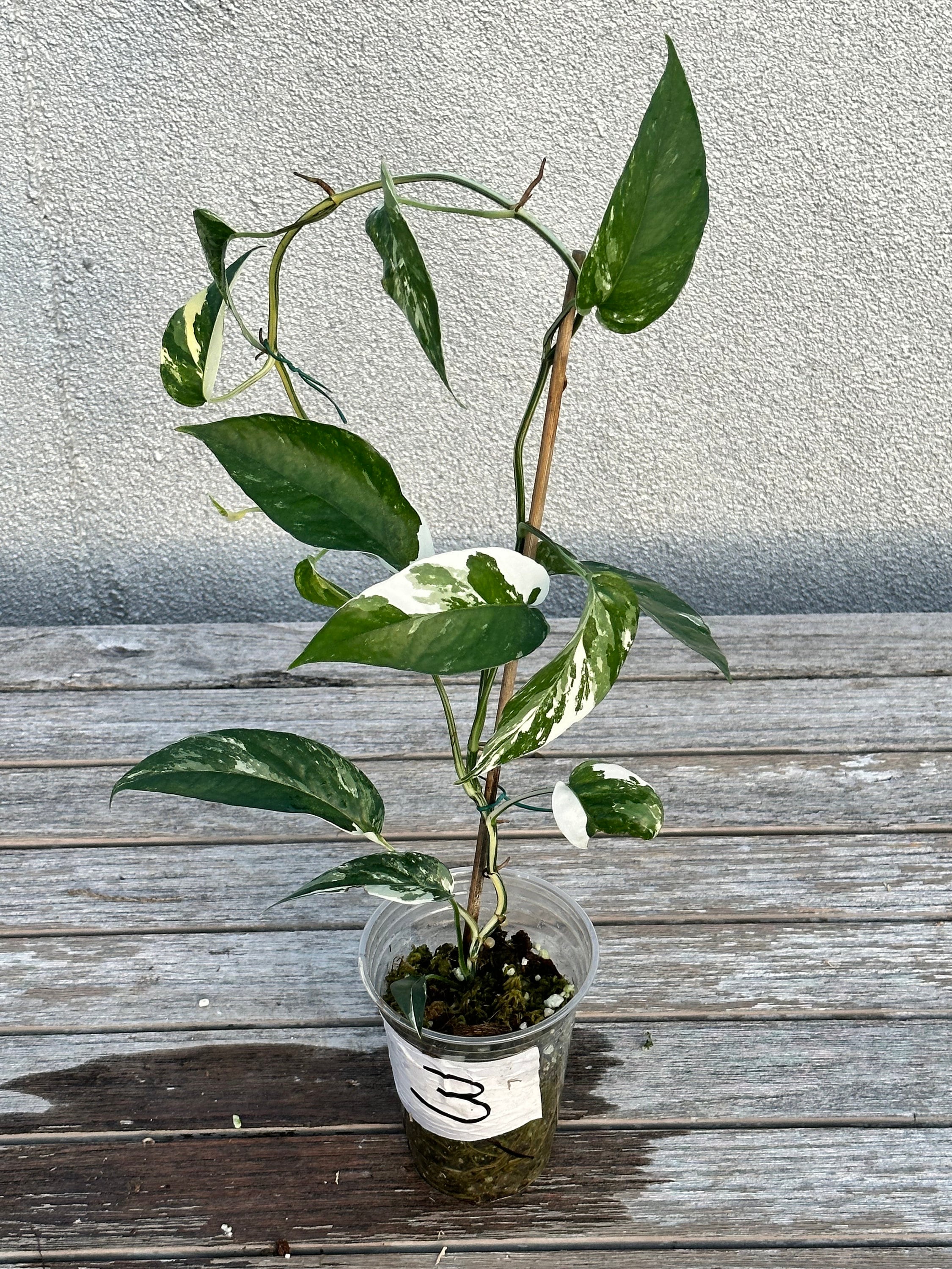Epipremnum pinnatum 'Albo Variegata' (Grower's Choice)