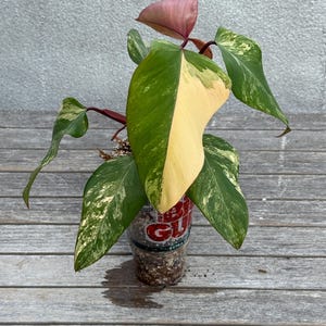 Philodendron Strawberry Shake Variegated – Rare Aroid Collector’s Plant