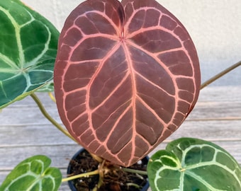 Anthurium [tezula (red Crystallinum X Ace of Spades) X NOID] X