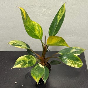 Philodendron Variegated Red Congo RARE