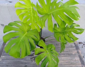 pedatum philodendron Philodendron pedatum – Fingered, Tree-Like Aroid main image 0