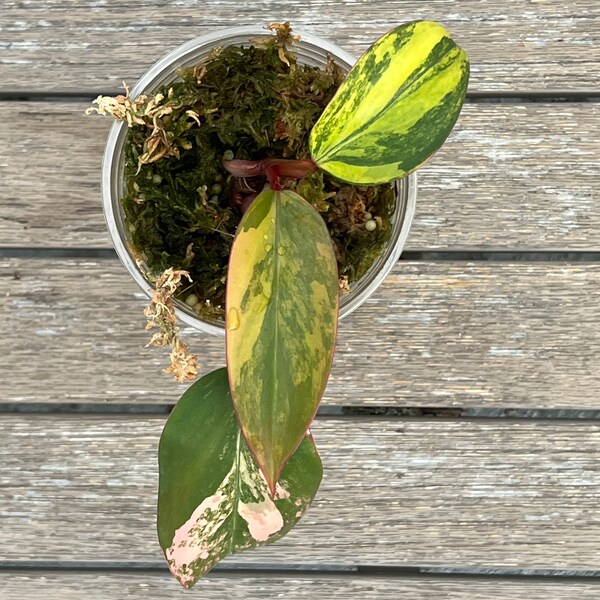 RARE Philodendron Strawberry Shake