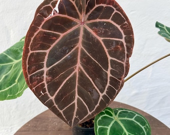 Anthurium Red Crystallinum E2 X Hu Kos,#1 Exact Holdback