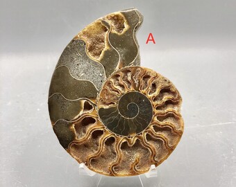 Ammonite Fossil Slice Ammonite Deep Crystal Cavity Fossil Red Flash Rainbow Ammonite Shell F01-29