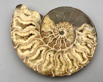 Ammonite Fossil Slice Ammonite Deep Crystal Cavity Fossil Red Flash Rainbow Ammonite Shell F01-29
