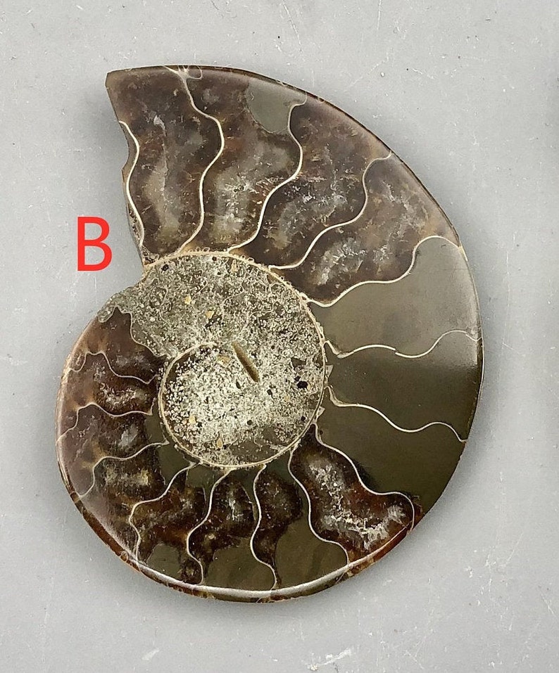 Ammonite Fossil Slice Ammonite Deep Crystal Cavity Fossil Red Flash Rainbow Ammonite Shell F01-29