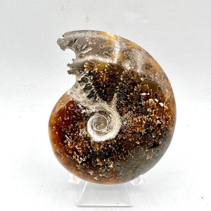 Whole Ammonite Fossil, Natural Ammonite, Fossil, Ammonite, shell, Natural Ammonite, F01-34
