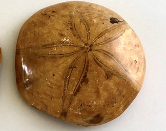 Spectacular Fossil Sand Dollar Cluster - 15 Tall (#31592) For Sale 