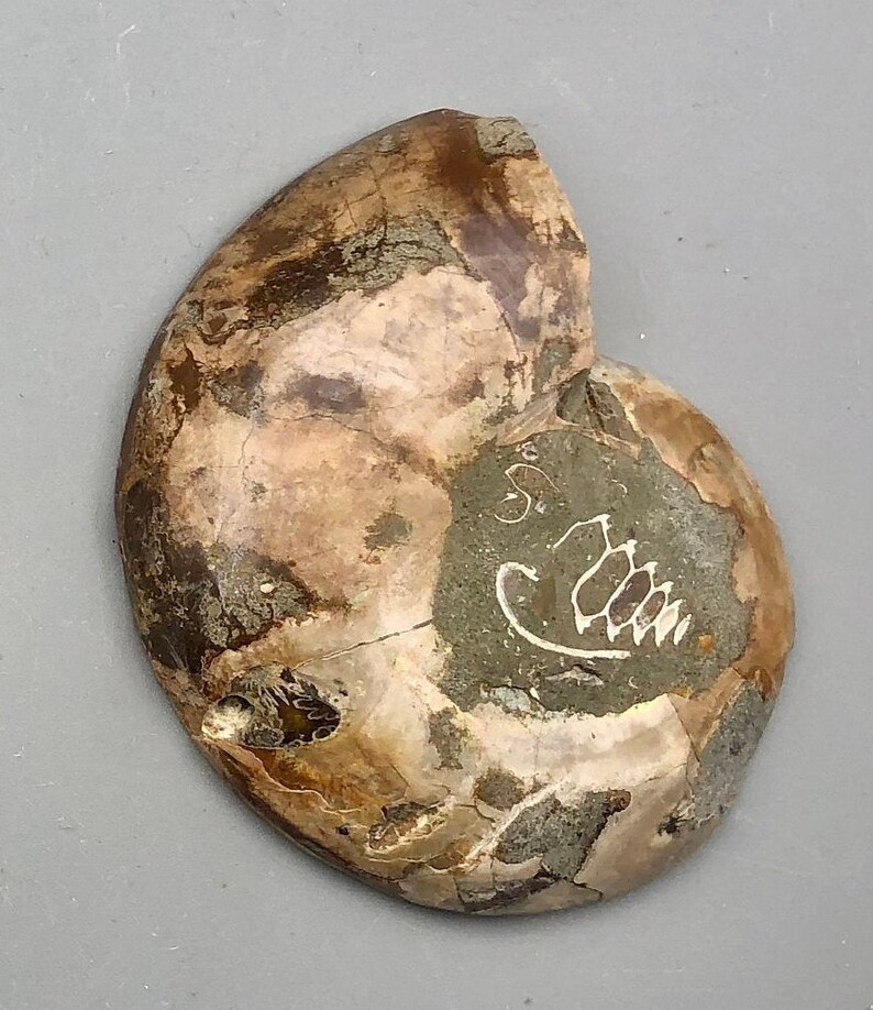 Ammonite Fossil Slice Ammonite Deep Crystal Cavity Fossil Red Flash Rainbow Ammonite Shell F01-29