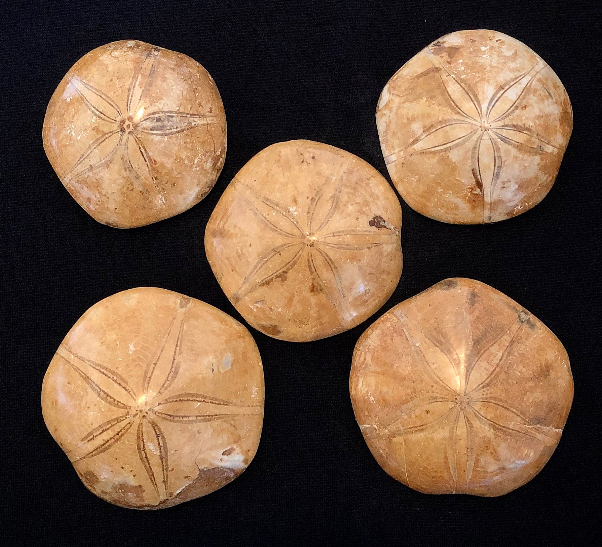 Fossil Sand Dollars - Medium (6-8 cm