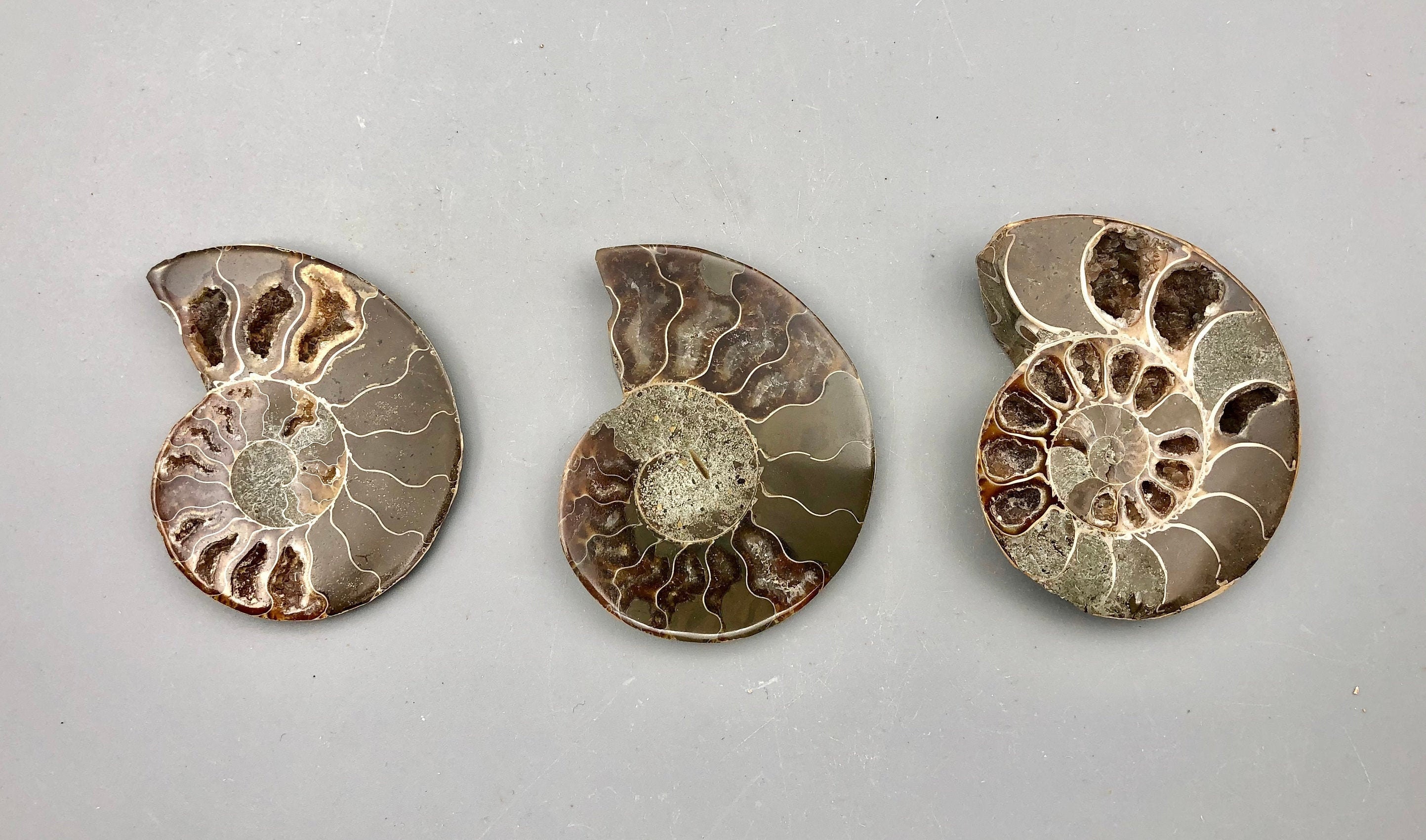 Deep Space Ammonite: The Fossil Find That'S Got Scientists Baffled - 420t3r2
