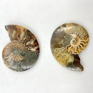 Ammonite Fossil Conch, Quartz Crystal Fossil, Fossil Specimen, Fossil Shell, Ammonite, Shell, Mineral, Gift, Home Décor F02-06