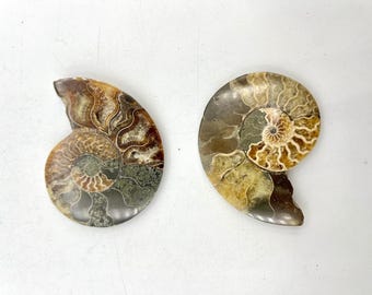 Ammonite Fossil Conch, Quartz Crystal Mineral Specimen, Home Decor F02-06