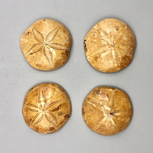 Large Sea Urchin Starfish Fossil Sand Dollar, Size Approx. 3-3.2 inches (76-82mm) F01-26