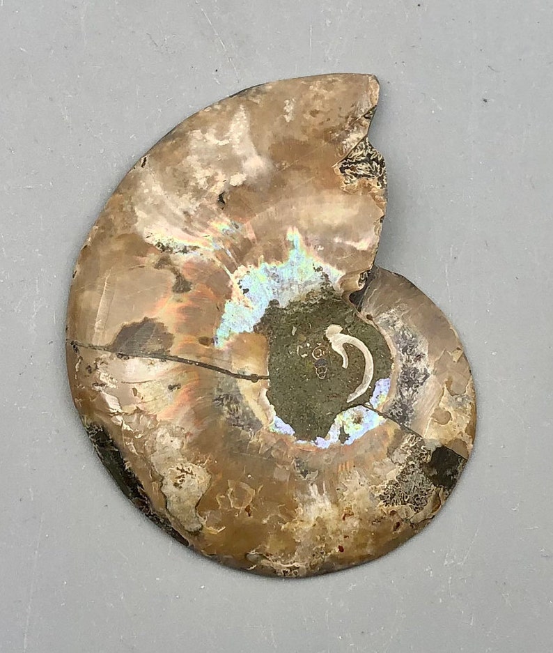 Ammonite Fossil Slice Ammonite Deep Crystal Cavity Fossil Red Flash Rainbow Ammonite Shell F01-29