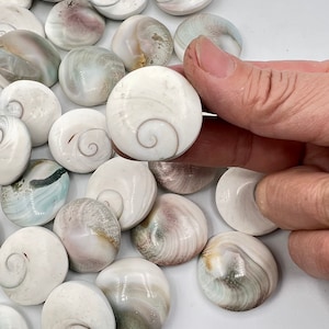 May include: A collection of white, round seashells with a spiral design. The shells have subtle variations in color, including hints of tan, gray, and pale green. One shell is being held by a hand. The shells are smooth and polished.