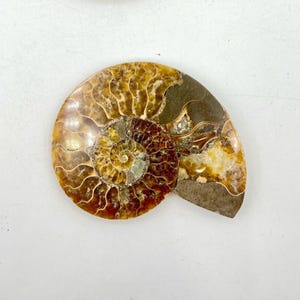 Polished Ammonite Fossil Slice, Natural Healing Crystal, Home Decor (98x79mm) F01-04