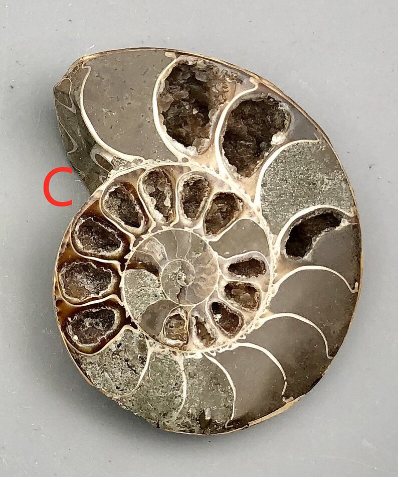 Ammonite Fossil Slice Ammonite Deep Crystal Cavity Fossil Red Flash Rainbow Ammonite Shell F01-29