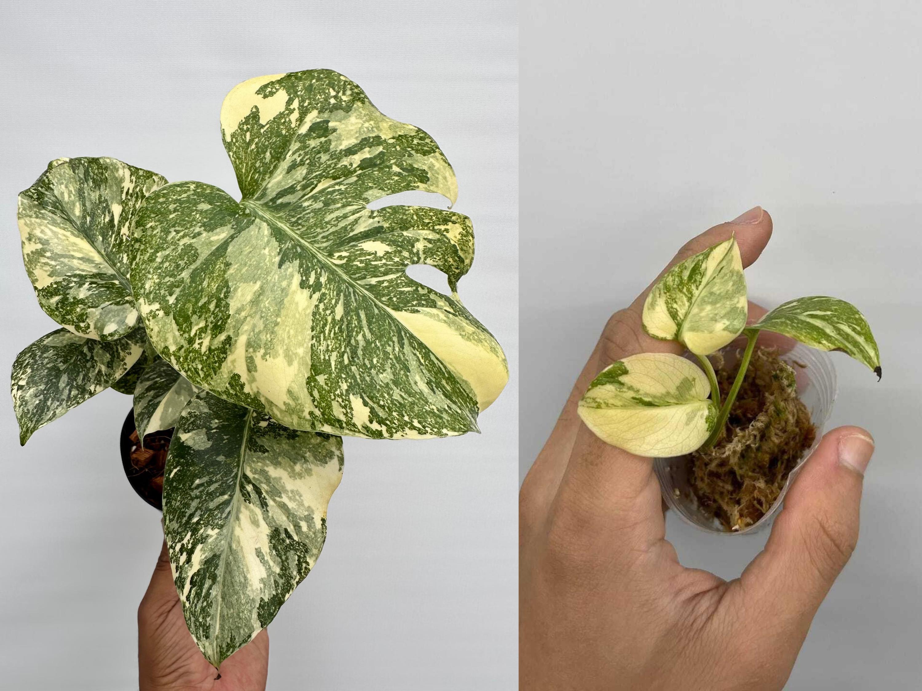 Monstera Deliciosa 