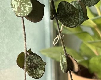 Hoya Curtisii 4 Leaf 2 Node UNROOTED CUTTING Wax Plant Houseplant Speckled