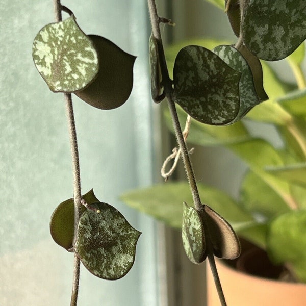 Hoya Curtisii 4 Leaf 2 Node UNROOTED CUTTING Wax Plant Houseplant Speckled