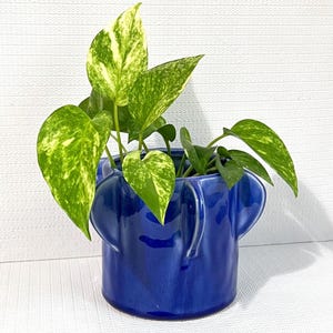May include: A vibrant houseplant with variegated green and yellow leaves in a cobalt blue ceramic pot. The pot has a unique elephant ear design. The plant is a decorative element for home or office.