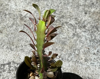 Euphorbia Trigona RUBRA African Milk Bush Live Plant