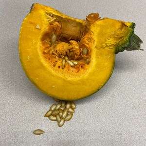 Pumpkin Seeds For Planting 18