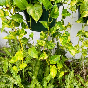May include: A hanging dark green plastic planter containing a trailing pothos plant with heart-shaped leaves featuring variegated patterns of bright yellow and deep green, positioned above a cluster of vibrant green fern fronds.
