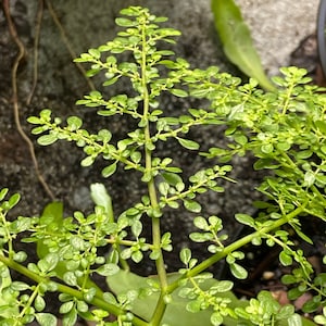 Pilea Microphylla Live Plant UNROOTED CUTTING Rockweed Artillery Fern 1 Cutting