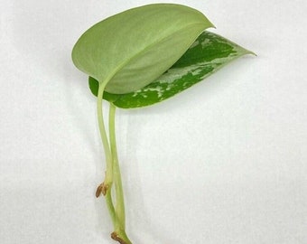 Silver Satin Pothos 2 Leaf 2 Nodes UNROOTED CUTTING Scindapsus pictus Live Plant